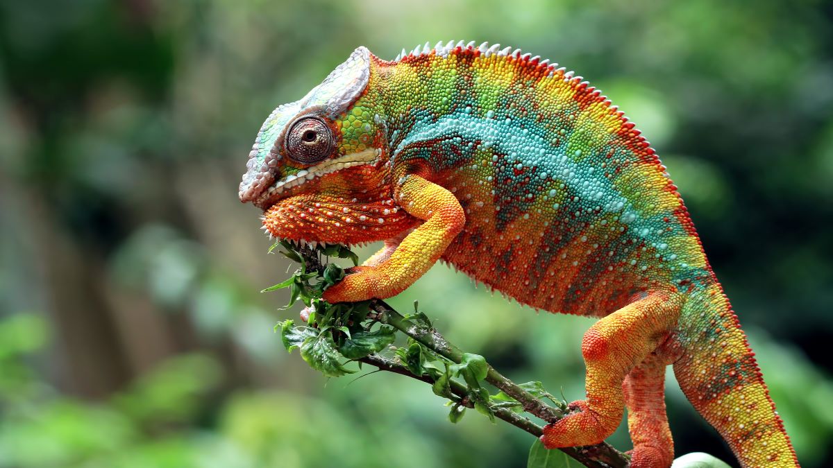 beautiful-color-chameleon-panther-chameleon-panther-branch-looking-around_1200x675.jpg