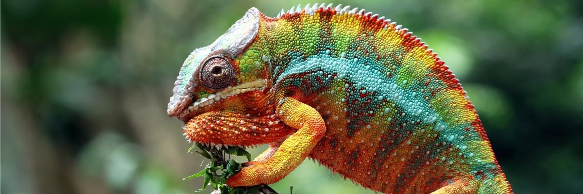 beautiful-color-chameleon-panther-chameleon-panther-branch-looking-around_1200x400.jpg